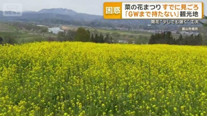 長野県飯山市で見頃を迎えた菜の花