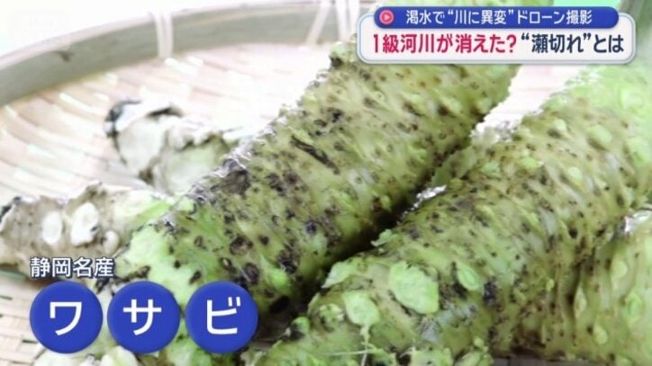 静岡県の名産ワサビ