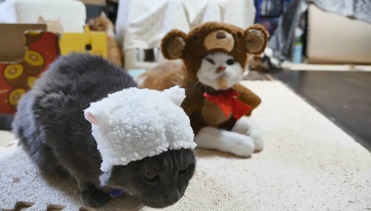 2階建て猫マンション？「満室ですニャ」　マンチカンズの可愛い成長ヒストリーが放送決定