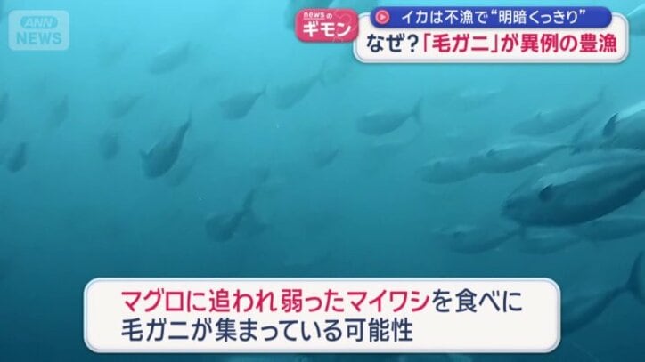 マグロに追われて弱ったマイワシを食べに集まる？