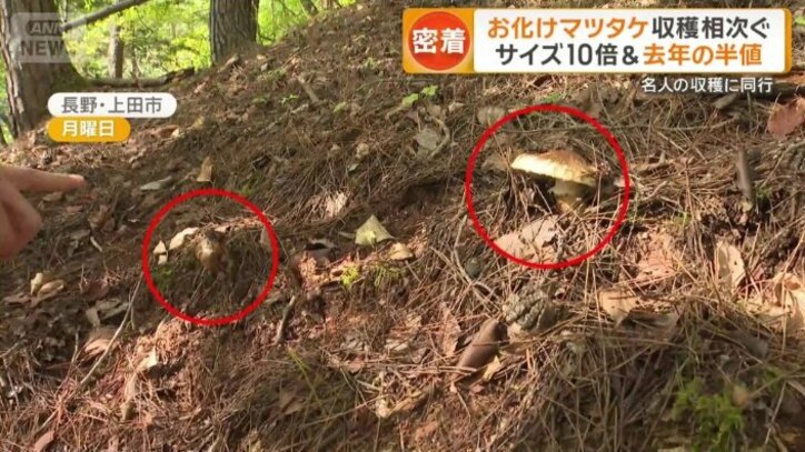 マツタケが密集して生えていた
