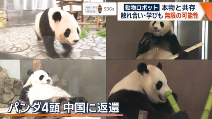 中国に返還されたパンダ4頭