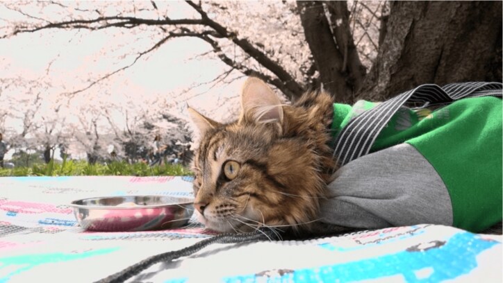 YouTubeで大人気 10匹の猫家族「10Cats. 」が可愛すぎるとネット上で話題に