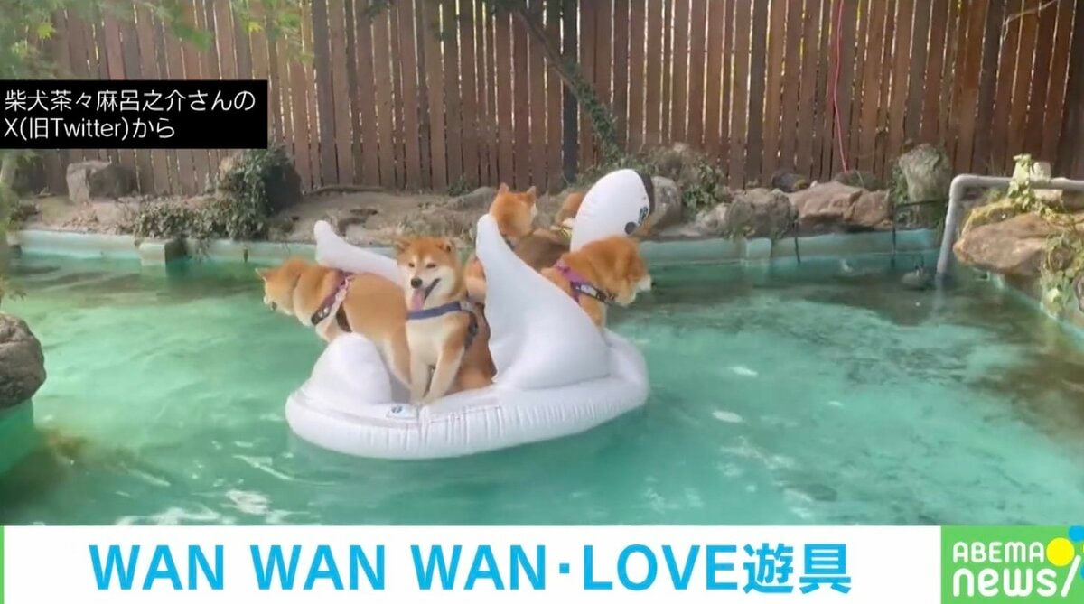 浮き輪柴犬♡夏 mmchokk さんの 首輪とリードのセット♡ キラキラ✨付きで