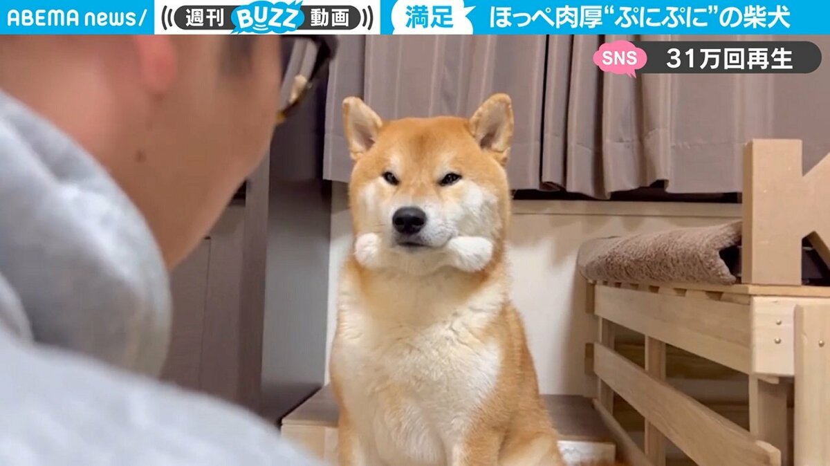 柴犬のほっぺ カエルみたいになっちゃった 飼い主驚きの一部始終にほっこり 国内 Abema Times