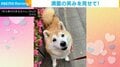 柴犬に「いいお顔して」とお願いした結果→“想像の上を行く笑顔”に「最高の笑顔だね！」「へにゃってなってるww」と絶賛の声