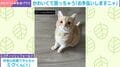 「ぽんぽんぽん」窓拭き中の飼い主を真似する子猫…奮闘する“かわいすぎる”姿に「見ていてほっこり」「かわいいお手伝いさん」などの声