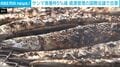 サンマ漁獲枠5％減 資源管理の国際会議で合意