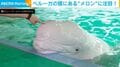 まるで木綿豆腐!? おでこが柔らかすぎる北極海の“ベルーガ”が話題 「枕にしたい」「ぽよんぽよん」
