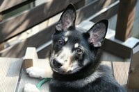 柴田理恵『ご報告』