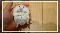 【映像】静止画のようにピクリともしないハムスターに飼い主ツッコミ