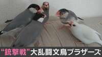 【映像】銃撃戦のような文鳥の大ゲンカ