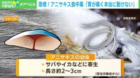 急増!アニサキス食中毒「胃が痛く本当に動けない」