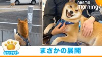 【映像】キツネと遭遇した柴犬の反応