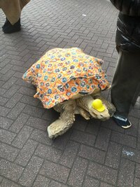 高橋真麻『ウサギとカメ』