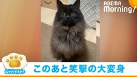 シャンプーでふわふわがぺしゃんこに “笑撃”の大変身