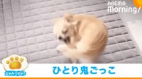 【映像】ひとり鬼ごっこ!?しっぽを高速回転で追いかけるチワワ