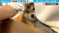 「苦行すぎる…」犬好きが悶絶！ 懐に潜り込んで“クゥ～ン” 仕事中の飼い主を瞬殺する柴犬の甘え声