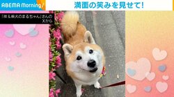 柴犬に「いいお顔して」とお願いした結果→“想像の上を行く笑顔”に「最高の笑顔だね！」「へにゃってなってるww」と絶賛の声