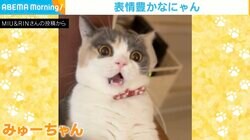 「やられる前からやられ顔」にゃんプロ開始前の“猫の表情”が話題に 「もうすでに負け顔」「お口開いてる」と反響