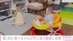 北斗晶の愛犬と孫・寿々ちゃんが遊ぶ動画に反響「笑い声がたまらん！可愛い！」