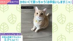 「ぽんぽんぽん」窓拭き中の飼い主を真似する子猫…奮闘する“かわいすぎる”姿に「見ていてほっこり」「かわいいお手伝いさん」などの声