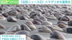 千葉・九十九里浜の全域で大量のハマグリ 専門家「文献でも確認できなかった」
