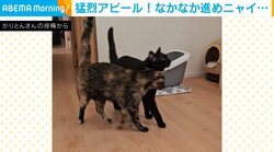 「私を置いて行かにゃいで」 ちょっぴり切ない、先輩猫への愛が止まらない“肉食系女子”