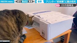 プリンターを覗き込む猫の“仰天リアクション” 驚きの速度でバックステップする姿に「可愛くて面白い存在がいるの羨ましすぎるwww」の声