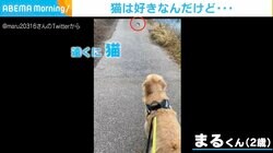 散歩中に猫と遭遇した犬 まさかの展開に飼い主呆れモード「うちにもいるやん？」とツッコミ