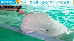 まるで木綿豆腐!? おでこが柔らかすぎる北極海の“ベルーガ”が話題 「枕にしたい」「ぽよんぽよん」