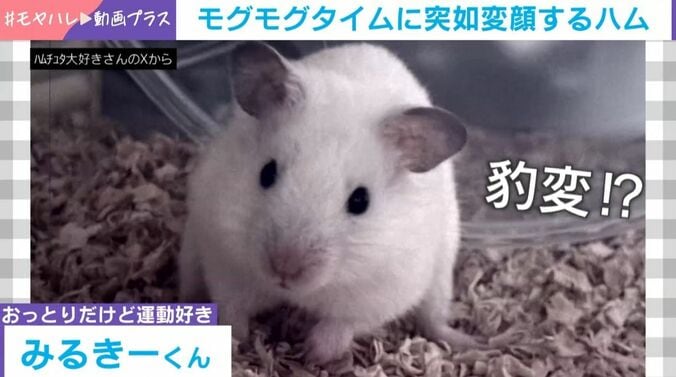 食事中に突如“変顔”するハムスター