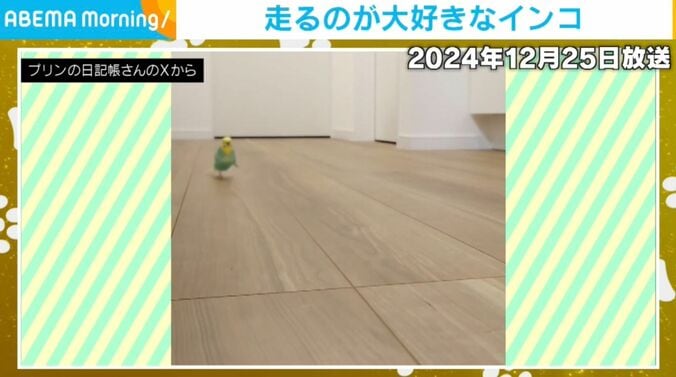 インコのプリンちゃん