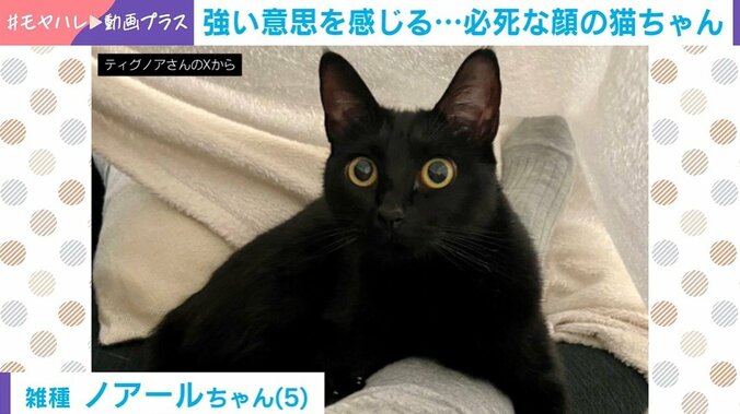 猫のノアールちゃん