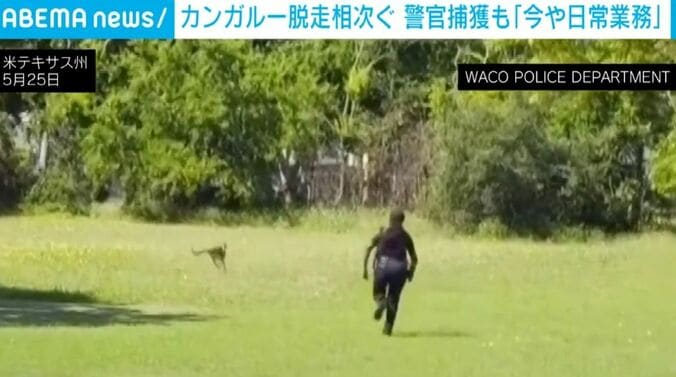 カンガルーを追う警察官