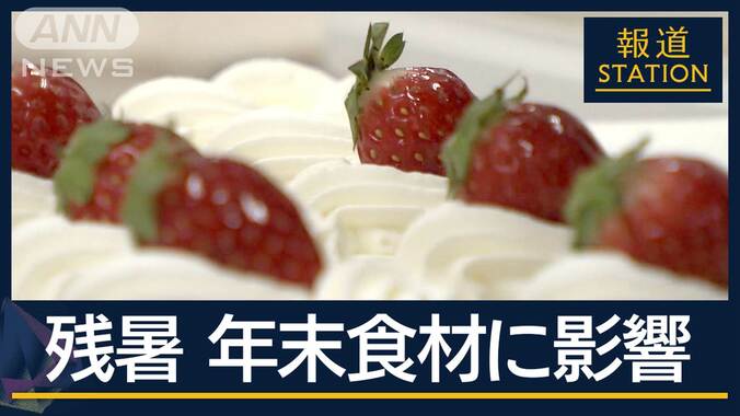 まだ“夏”終わらず…クリスマスにも影響か　厳しい残暑・少雨でクリやイチゴ生産減 1枚目