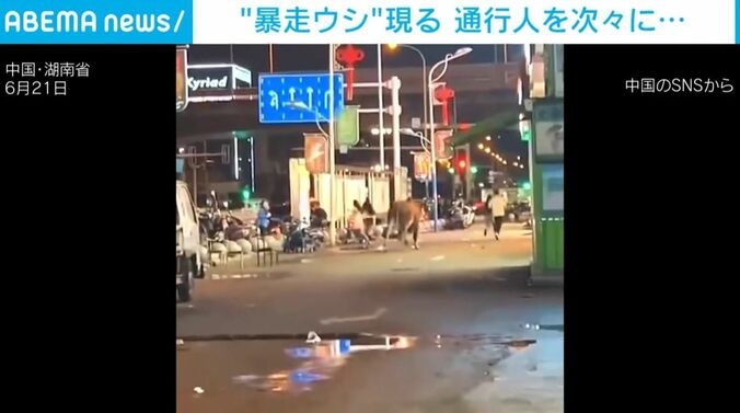 暴走するウシ