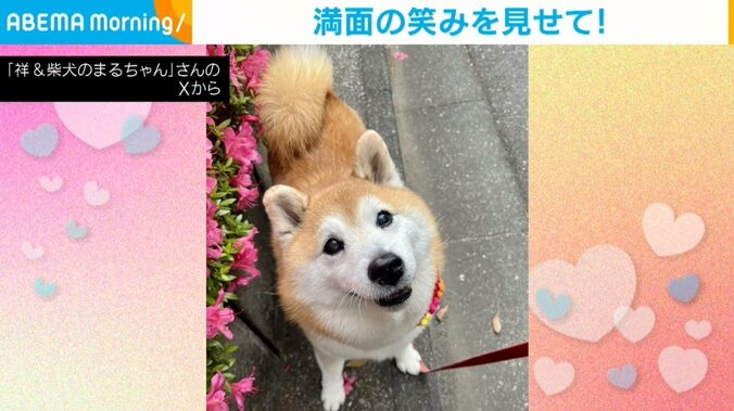 柴犬のまるちゃん（12歳）