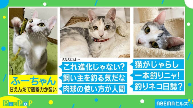 猫がセルフ“釣りじゃらし”で一本釣り！ 約160万回再生を記録した飼い主「腕前が上がってる」 2枚目