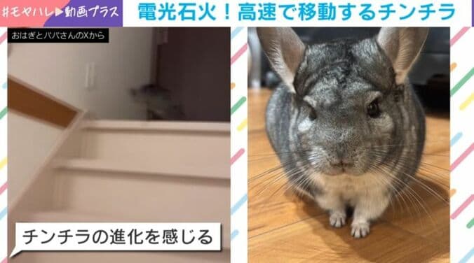 チンチラのおはぎくん