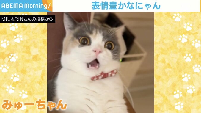 「やられる前からやられ顔」にゃんプロ開始前の“猫の表情”が話題に 「もうすでに負け顔」「お口開いてる」と反響 1枚目