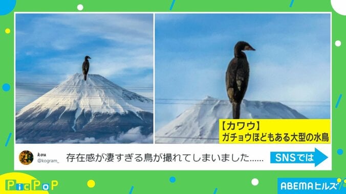 富士山頂に鳥が降り立った? “奇跡の1枚”に「ラスボス感」「小説の表紙にしたい」と驚きの声 2枚目