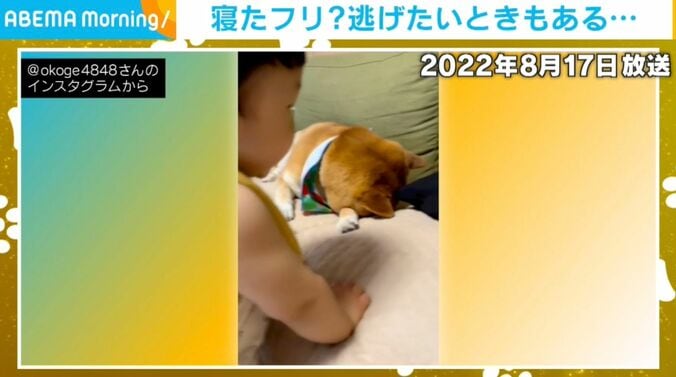 柴犬のおこげくんと1歳児の男の子