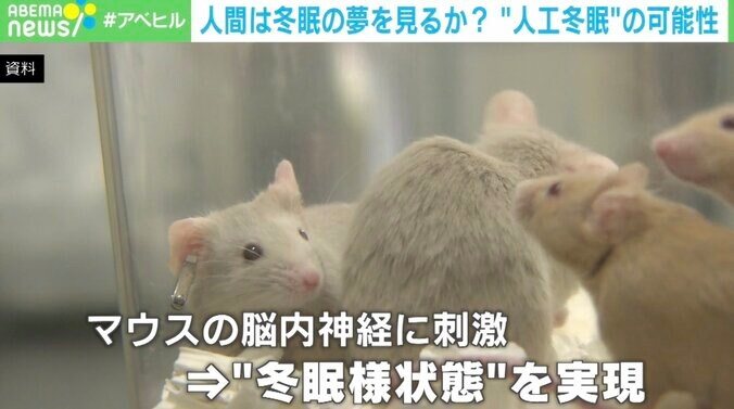 冬眠を医療に応用？手術時の臓器負担軽減をマウスで確認も  “人工冬眠”の可能性に研究者「元気で長生きできる状況が作り出せる」 1枚目