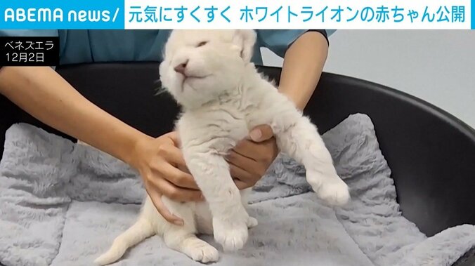 ホワイトライオンの赤ちゃん