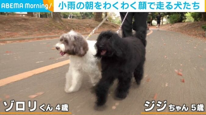 ゾロリくんとジジちゃん