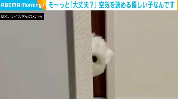 犬のライスくん