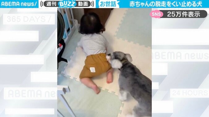 赤ちゃんと犬