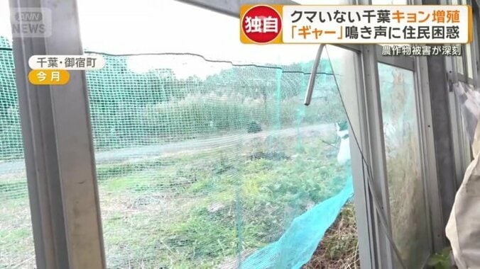 「頭突きをして…」キョンに割られたイチゴ農園の窓ガラス