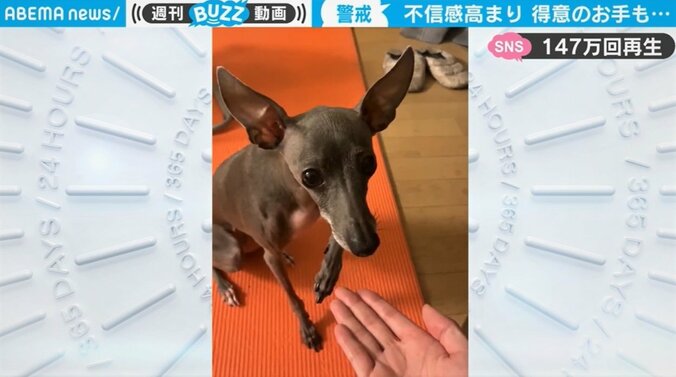 愛犬との信頼関係が一時“崩壊”…お手に躊躇する様子が「かわいい」と話題 1枚目